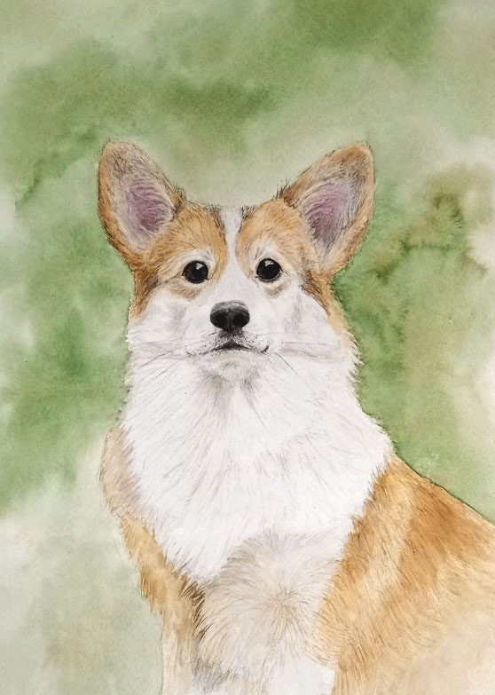 Корги