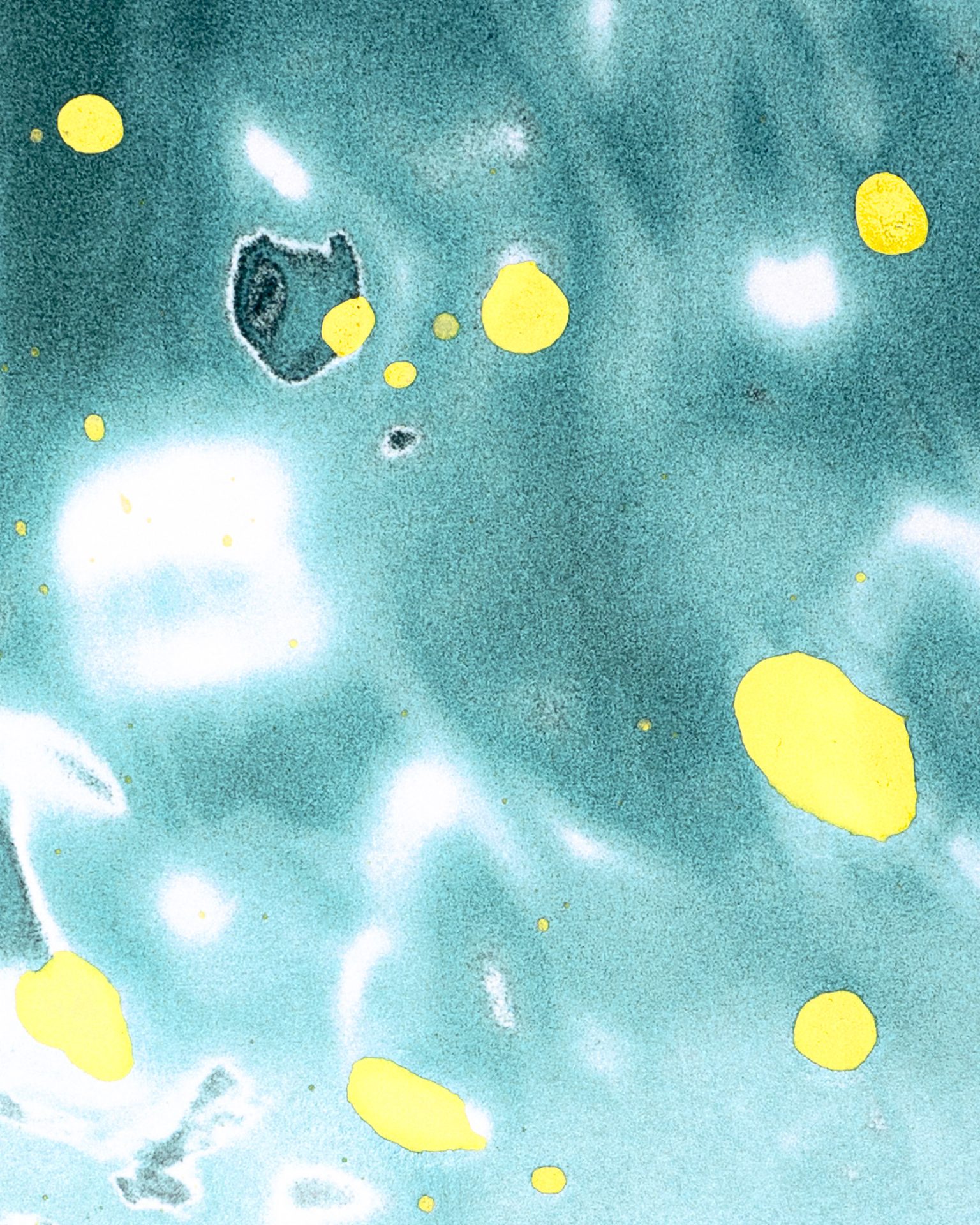 тюльпаны / 2